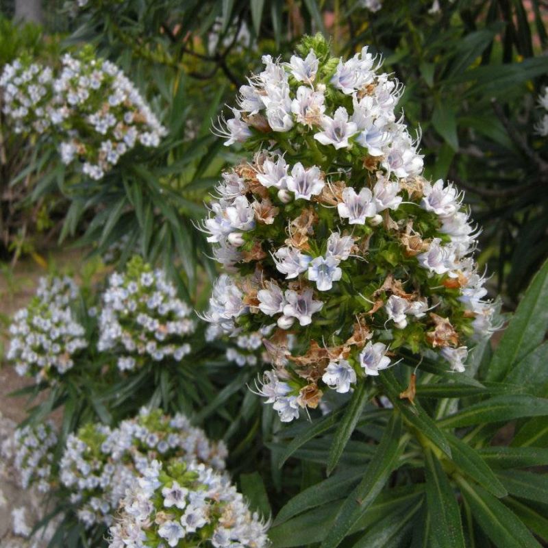 White Bugloss Echium decaisnei